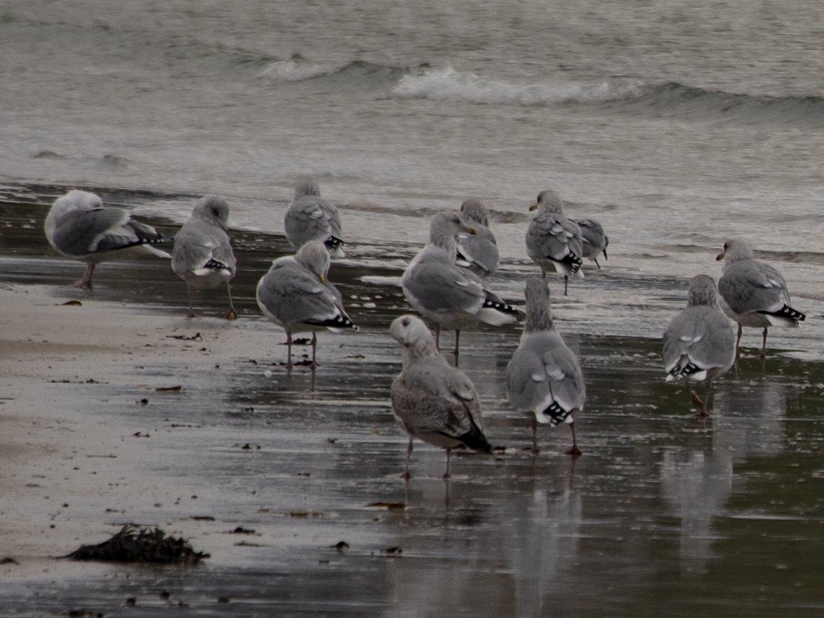 Larus argentatus